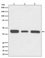 67kDa Laminin Receptor Antibody