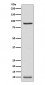 NEDD8 Antibody