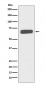 Collagen X Antibody