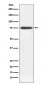 Human IgM Antibody