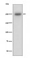 Laminin beta 1 Antibody