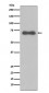 NUMB Antibody