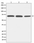 Serum Albumin Antibody