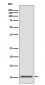GLP1 Antibody