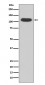 AhR Antibody