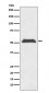 TRF1 Antibody