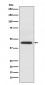 EDG1 Antibody