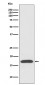 Cyclophilin A Antibody