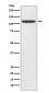 TLR5 Antibody