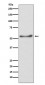 ATP5A1 Antibody