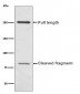 L1CAM Antibody