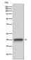 Claudin 5 Antibody