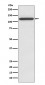NMDAR1 Antibody