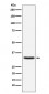 Hepcidin Antibody