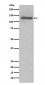 TLR7 Antibody