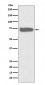 GCLC Antibody