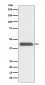 GATA1 Antibody