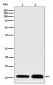 S100 Antibody