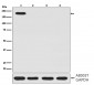 CRISPR-Cas9 SP Antibody 