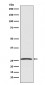 GDNF Antibody
