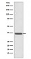 Annexin A2 Antibody