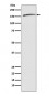 Drosha Antibody