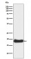 Claudin 1 Antibody