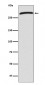 CHD4 Antibody