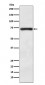 BACE1 Antibody