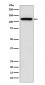 Sortilin Antibody