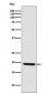 LMO2 Antibody
