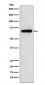 WASL Antibody