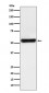 PTGER2 Antibody
