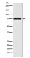 FRS2 Antibody