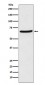 CDT1 Antibody
