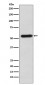 Staufen Antibody