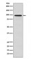 Golgin 97 Antibody