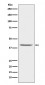 PON1 Antibody