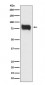 MBD1 Antibody