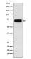 CD39 Antibody
