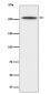 CHD3 Antibody