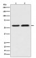 TXNRD1 Antibody