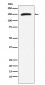 Rad50 Antibody