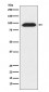 CLOCK Antibody