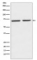 5HT2C Receptor Antibody