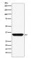 ADORA1 Antibody 