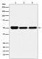 GLUR Antibody