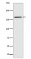 Caspr Antibody
