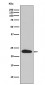 SNAP23 Antibody