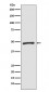 Zic1 Antibody